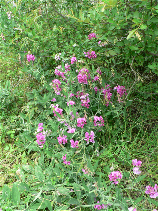 Lathyrus tuberosus L.