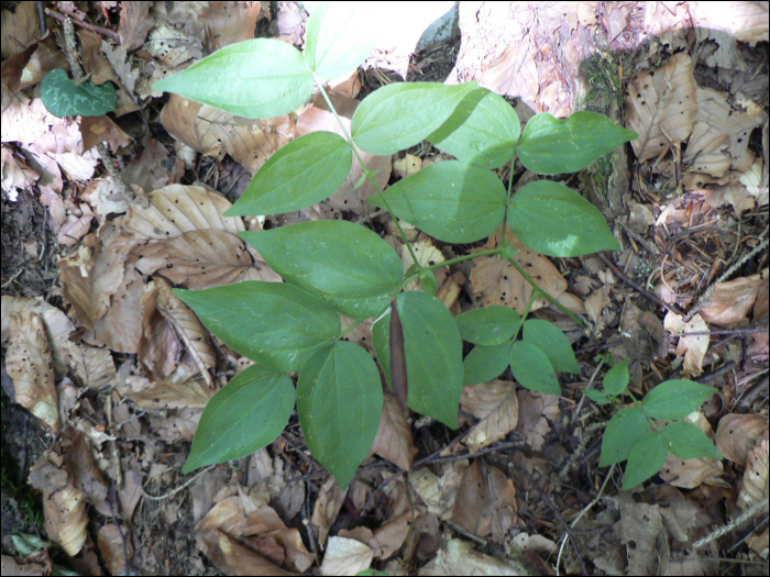 Lathyrus vernus