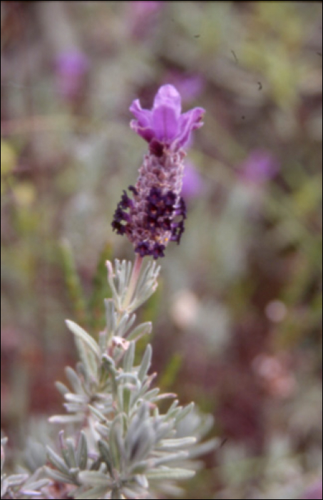 Lavandula stoechas