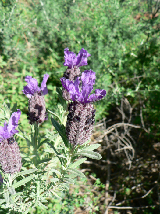 Lavandula stoechas