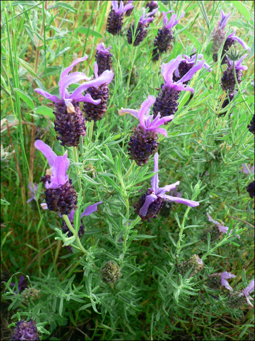 Lavandula stoechas