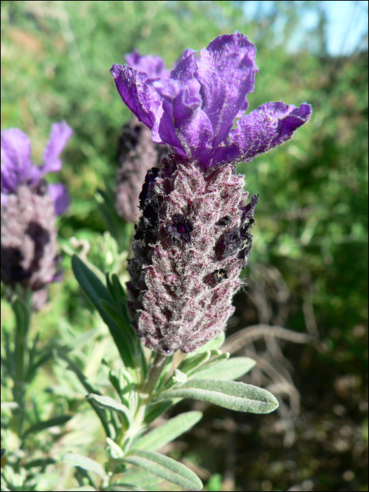 Lavandula stoechas