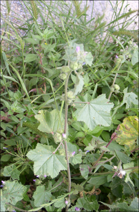 Lavatera cretica