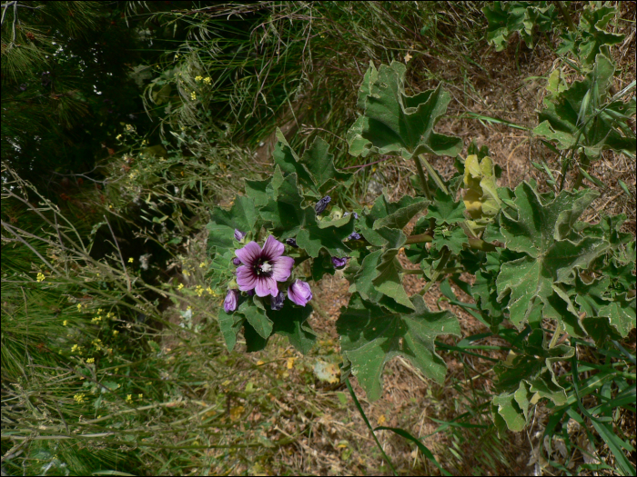 Lavatera cretica