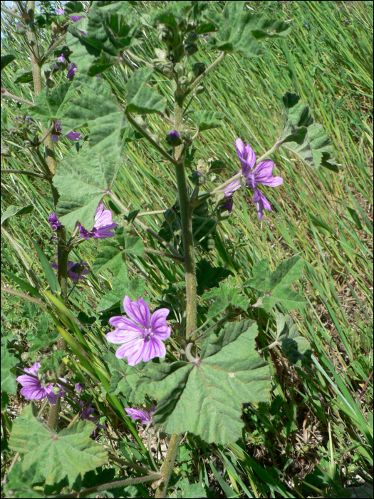 Lavatera cretica