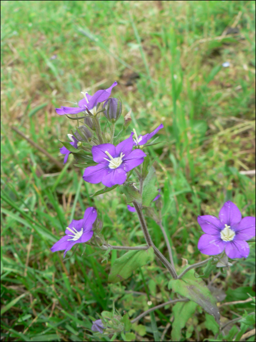 Legousia speculum-veneris Chaix  (=Specularia speculum)