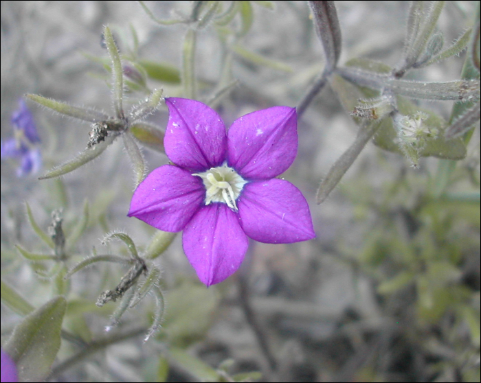 Legousia speculum-veneris Chaix  (=Specularia speculum)