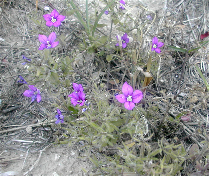 Legousia speculum-veneris Chaix  (=Specularia speculum)