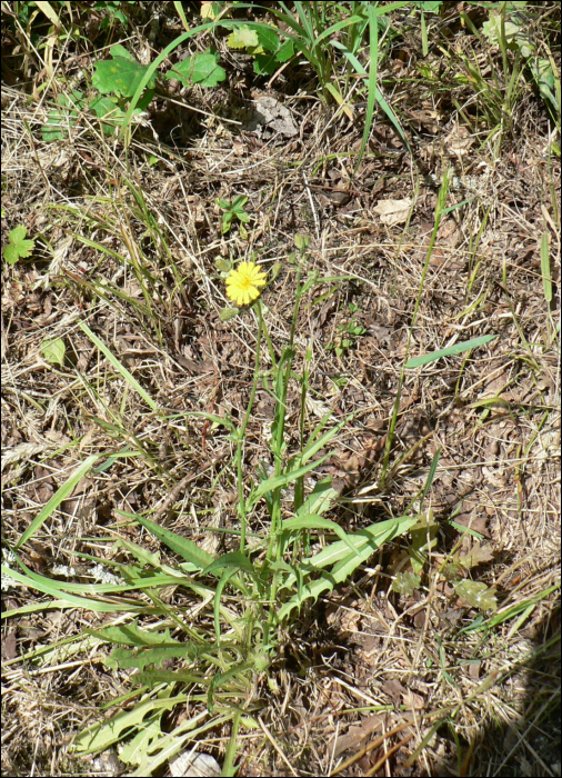 Leontodon autumnalis L.