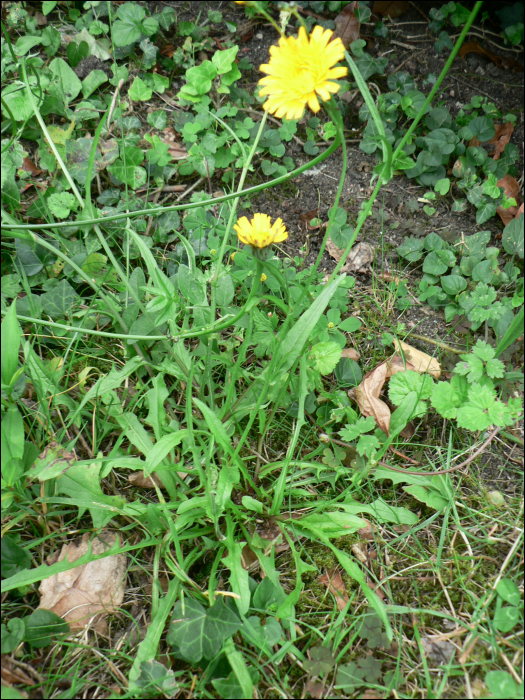 Leontodon autumnalis L.