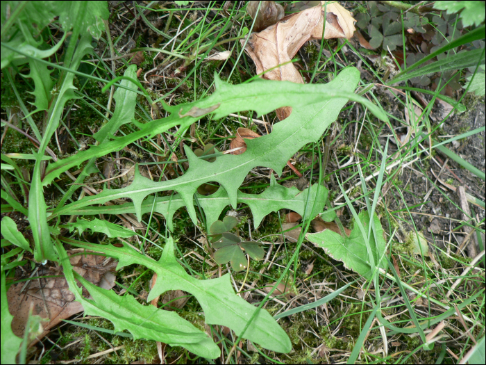 Leontodon autumnalis L.