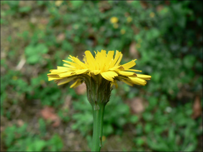 Leontodon autumnalis L.