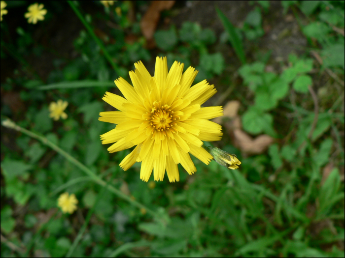 Leontodon autumnalis L.