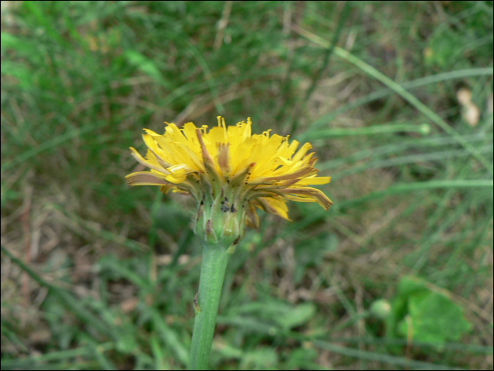 Leontodon hispidus L.