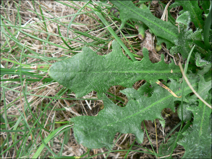 Leontodon hispidus L.