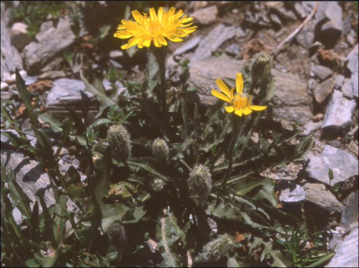 Leontodon montanus Lam.