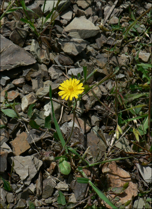 Leontodon saxatilis