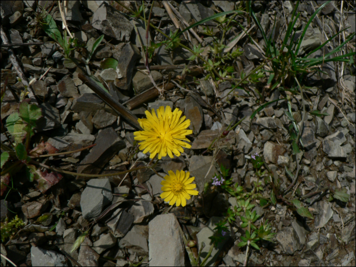 Leontodon saxatilis