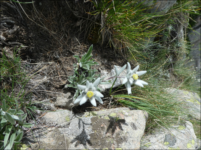 Leontopodium alpinum Cass.