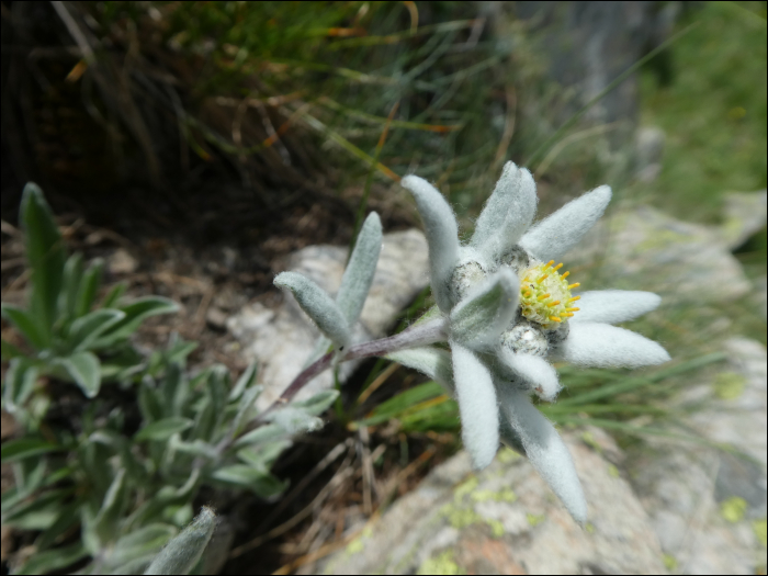 Leontopodium alpinum Cass.