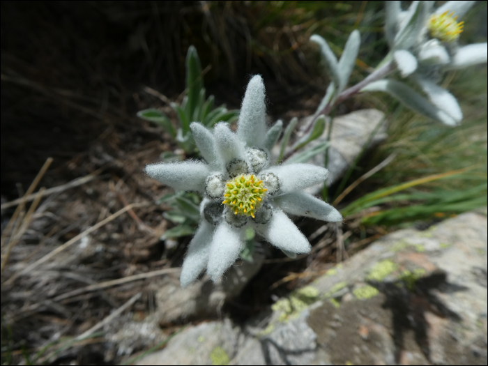 Leontopodium alpinum Cass.