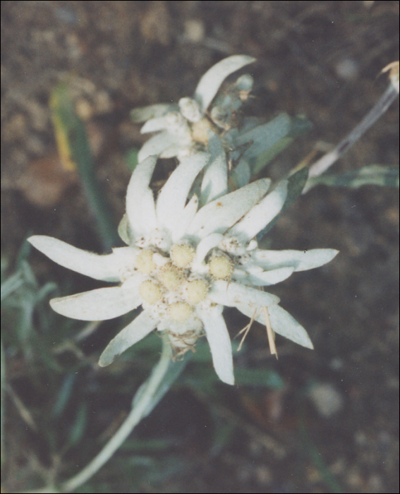 Leontopodium alpinum Cass.