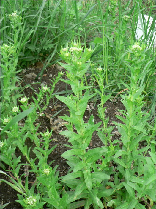 Lepidium campestre (L.)