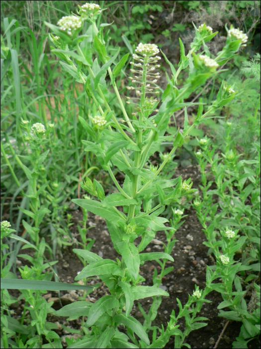 Lepidium campestre (L.)