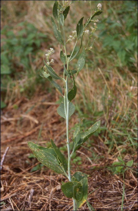 Lepidium latifolium