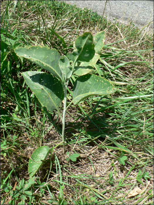 Lepidium latifolium