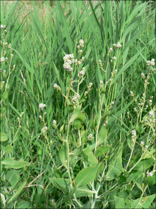 Lepidium latifolium