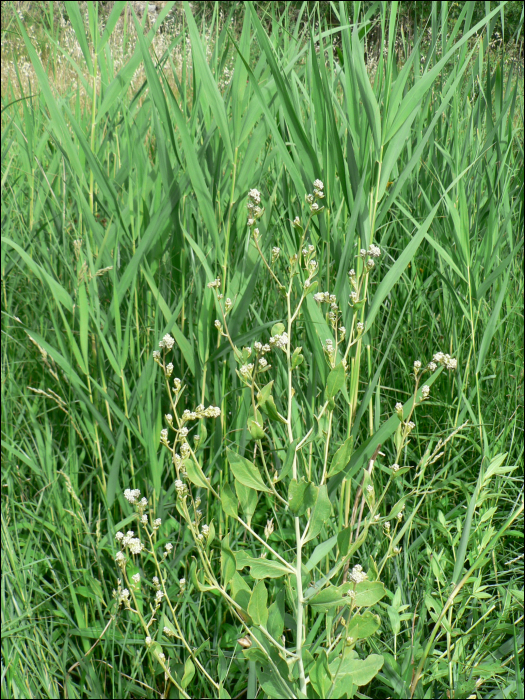 Lepidium latifolium