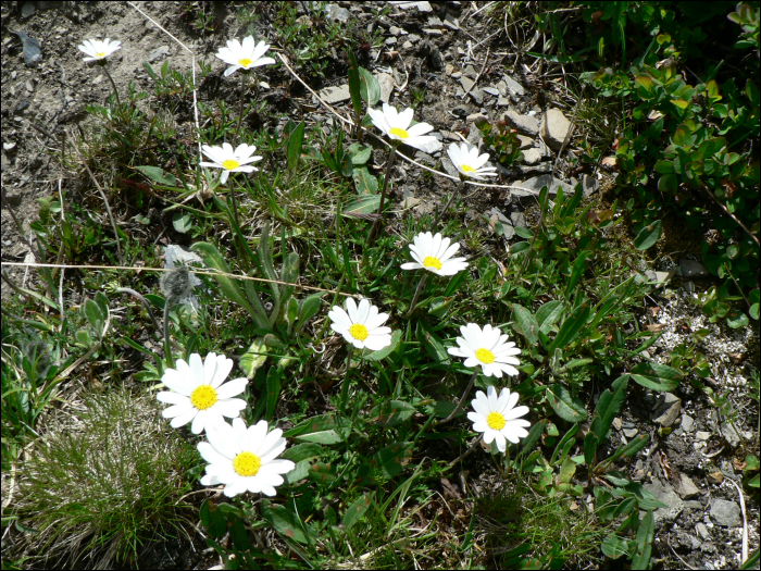 Leucanthemopsis alpina L. (=Chrysanthemum  alpinum)