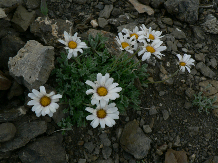 Leucanthemopsis alpina L. (=Chrysanthemum  alpinum)