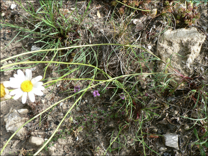 Leucanthemum graminifolium