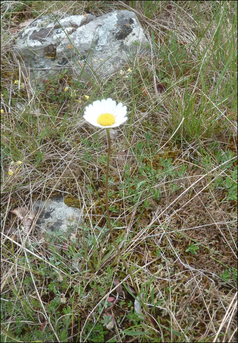 Leucanthemum graminifolium