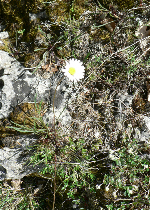 Leucanthemum graminifolium