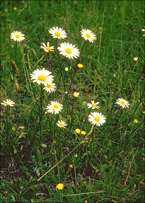 Leucanthemum vulgare Lam. (=Chrysanthemum leucanthemum)