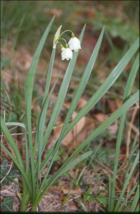 Leucojun aestivum L.