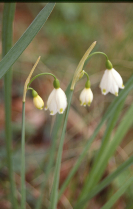 Leucojun aestivum L.