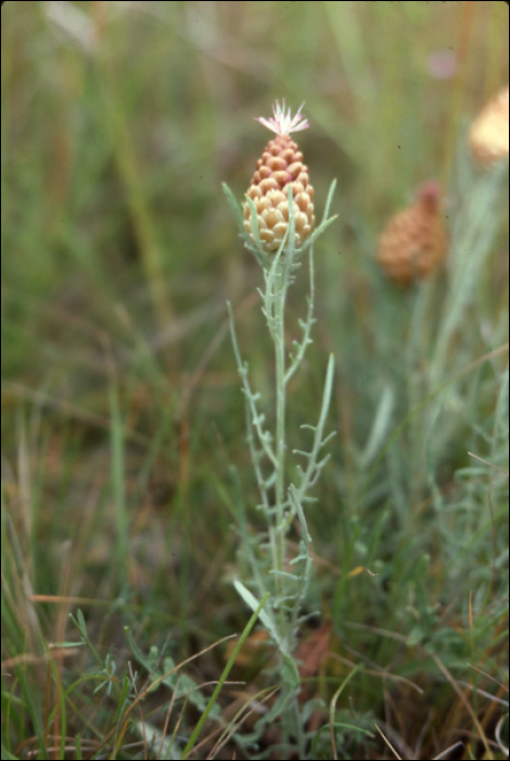 Leuzea conifera (L.)