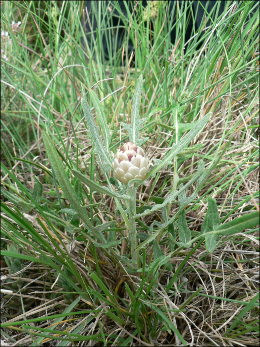 Leuzea conifera (L.)