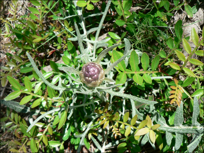 Leuzea conifera (L.)