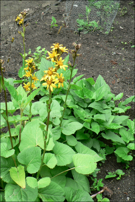 Ligularia sibirica (L.)