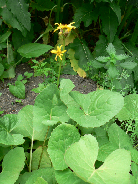 Ligularia sibirica (L.)