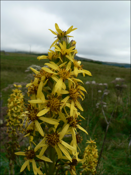 Ligularia sibirica (L.)