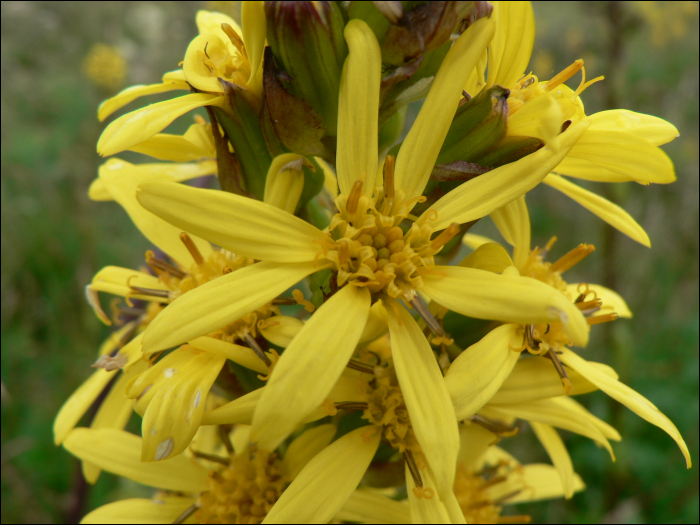 Ligularia sibirica (L.)