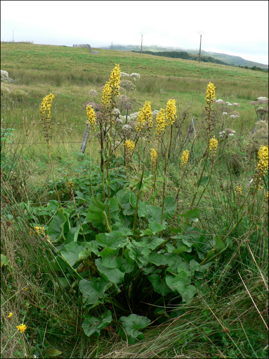 Ligularia sibirica (L.)