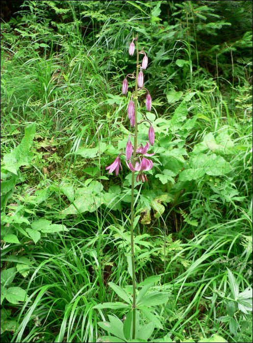 Lilium martagon L.