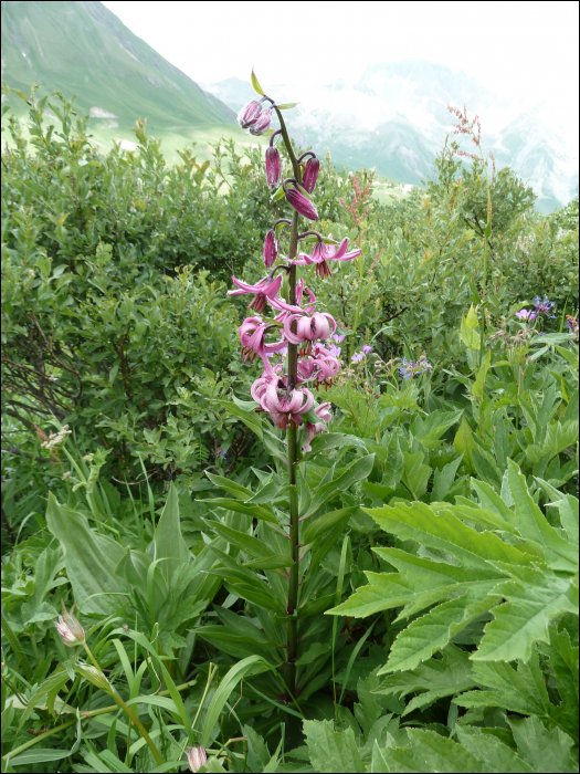 Lilium martagon L.